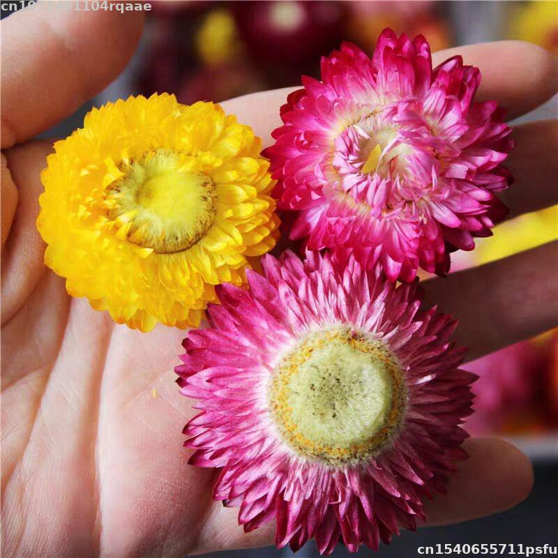 100% Natural Dried Flowers Bra - Candle Making Material Wholesale ulasan dan harga