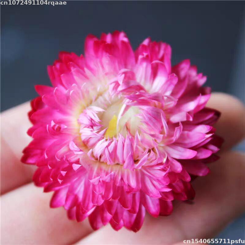 100% Natural Dried Flowers Bra - Candle Making Material Wholesale ulasan dan harga